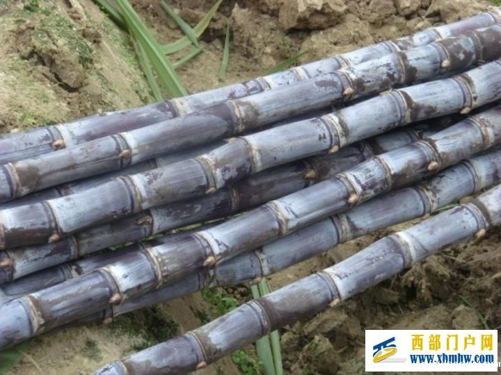 我的家乡—崇左(图6) 我的家乡—崇左(图6)