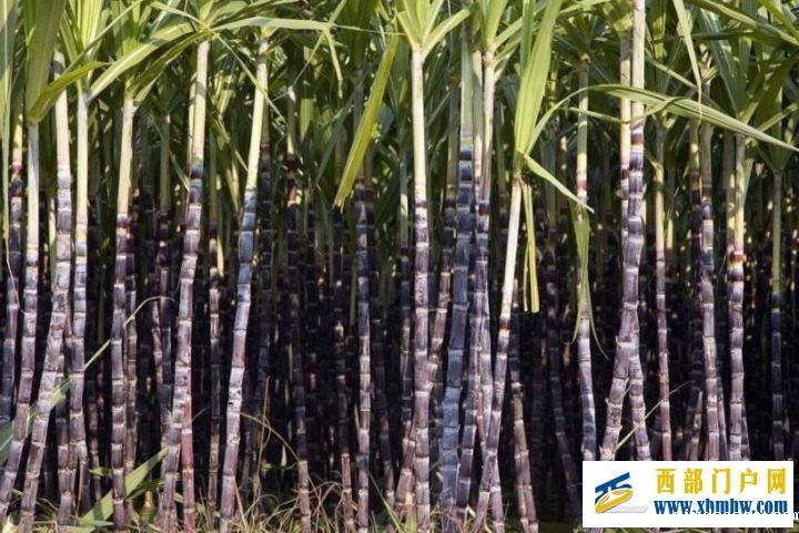 我的家乡—崇左(图8) 我的家乡—崇左(图8)