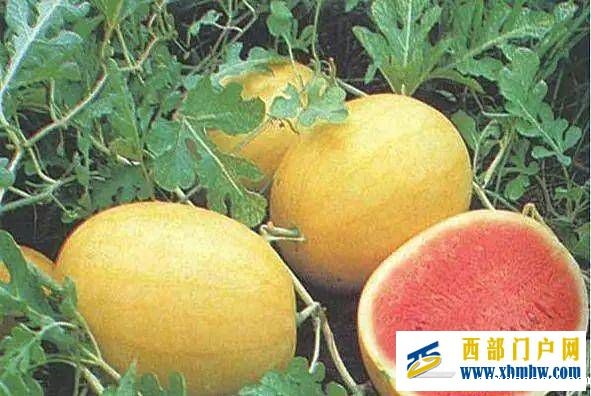 形似哈密瓜,比哈密瓜更沙甜,价格比哈密瓜还亲民,网友:看内涵(图3) 形似哈密瓜,比哈密瓜更沙甜,价格比哈密瓜还亲民,网友:看内涵(图3)