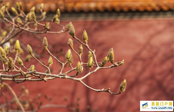 镜观·两会丨盛会开幕(图2) 镜观·两会丨盛会开幕(图2)